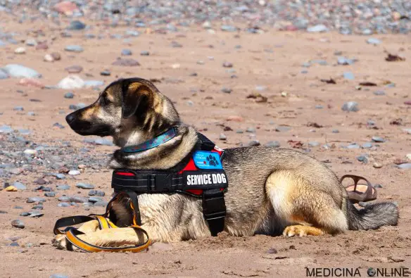 DOTT. EMILIO ALESSIO LOIACONO MEDICO CHIRURGO DIRETTORE MEDICINA ONLINE CANE ADDESTRATO SERVICE DOG NON VEDENTI CIECHI DISOBBEDIENZA INTELLIGENTE ADDESTRAMENTO ANIMALI PADRONE