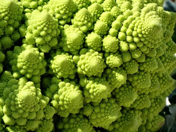 DOTT. EMILIO ALESSIO LOIACONO MEDICO CHIRURGO DIRETTORE MEDICINA ONLINE FRATTALE NATURALE FRATTALI IN NATURA BROCCOLO VERDE IMMAGINE