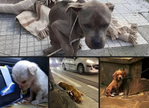 MEDICINA ONLINE EMILIO ALESSIO LOIACONO MEDICO CHIRURGO NO ABBANDONO ANIMALI DOMESTICI CANI ESTATE PALO LEGATO AUTOSTRADA TRISTEZZA