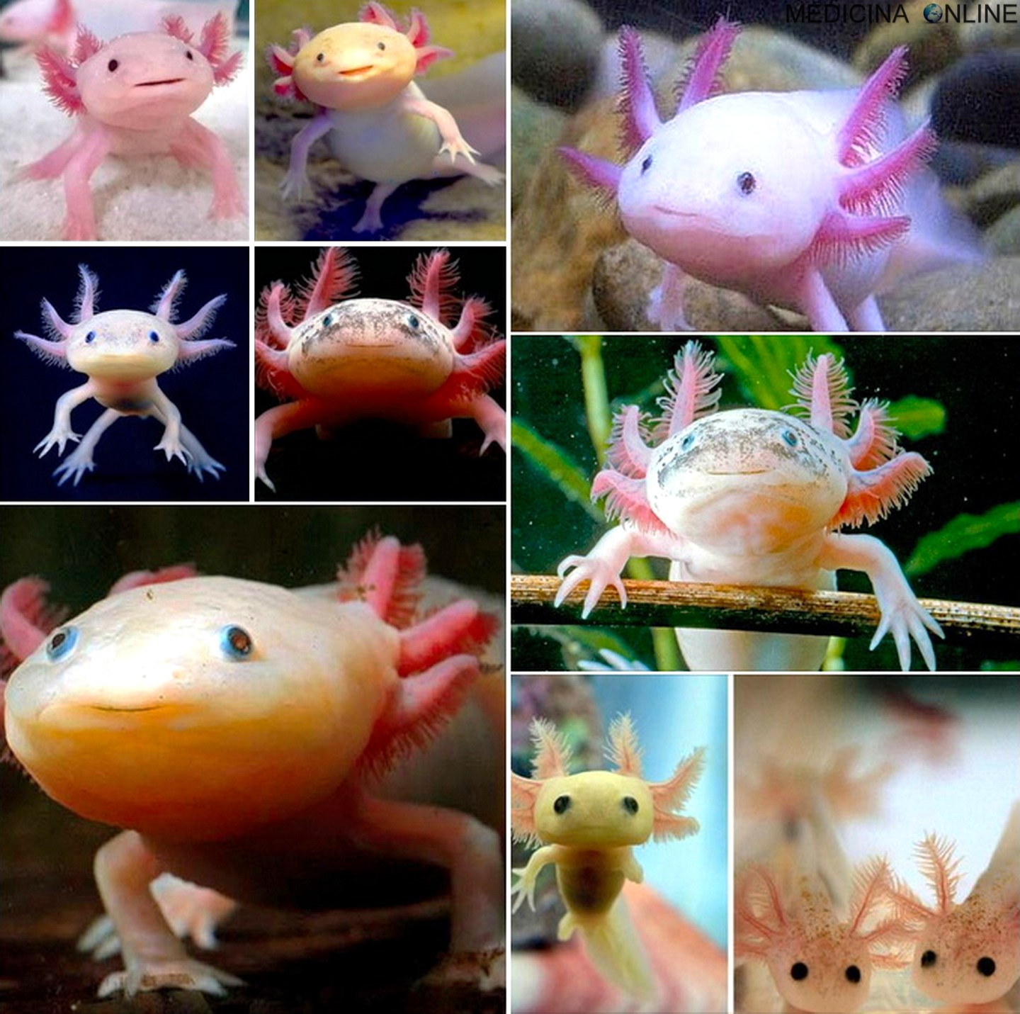 Assolotto Axolotl, la salamandra sorridente che vive in Messico ma rischia di ...