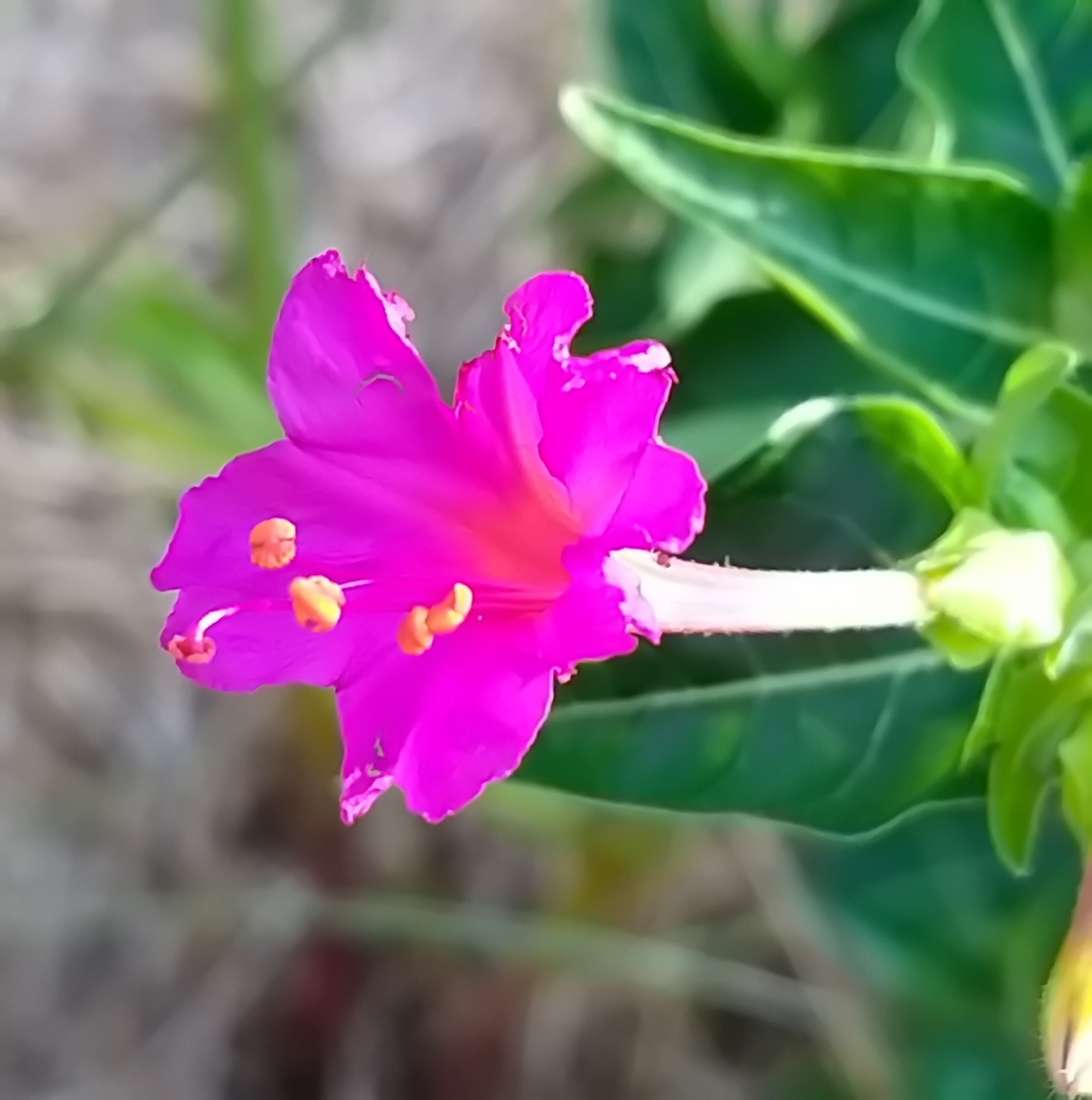 MEDICINA ONLINE EMILIO ALESSIO LOIACONO MEDICO CHIRURGO La bellezza è soprattutto in un fiore calpestato che non smette di brillare