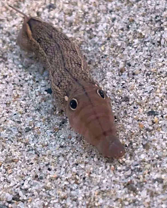 MEDICINA ONLINE EMILIO ALESSIO LOIACONO Hippotion celerio (1)