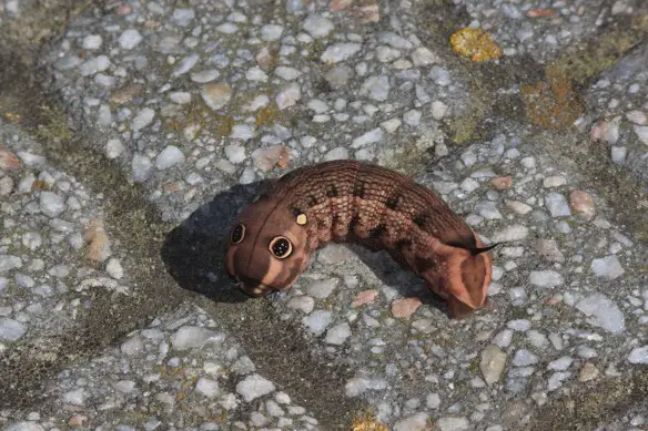 MEDICINA ONLINE EMILIO ALESSIO LOIACONO Hippotion celerio (2)