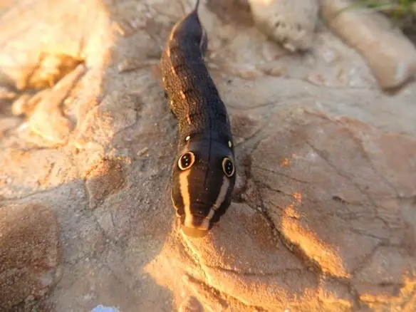 MEDICINA ONLINE EMILIO ALESSIO LOIACONO Hippotion celerio (3)