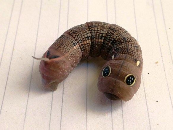 MEDICINA ONLINE EMILIO ALESSIO LOIACONO Hippotion celerio (4)